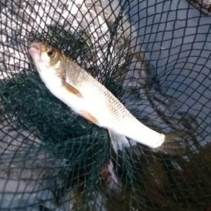 Fish caught on River Tees photo thanks to Gary Nicholson